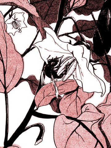 仲夏的问候,仲夏的问候漫画