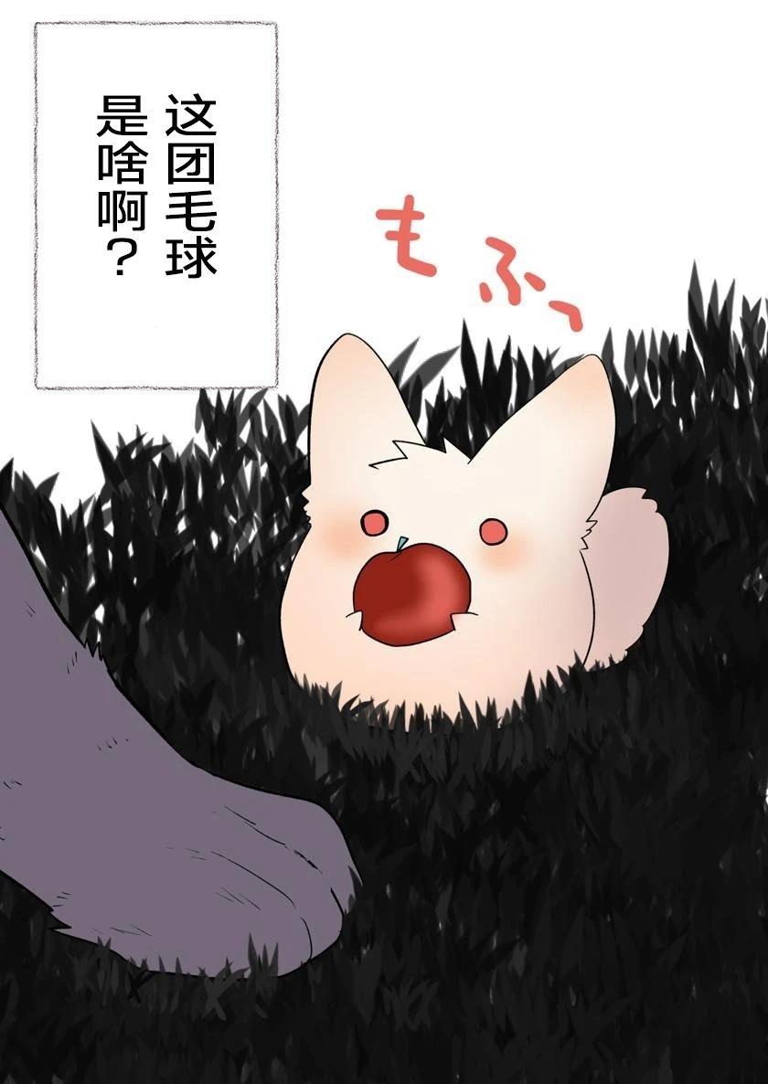 迷你矮毛球4