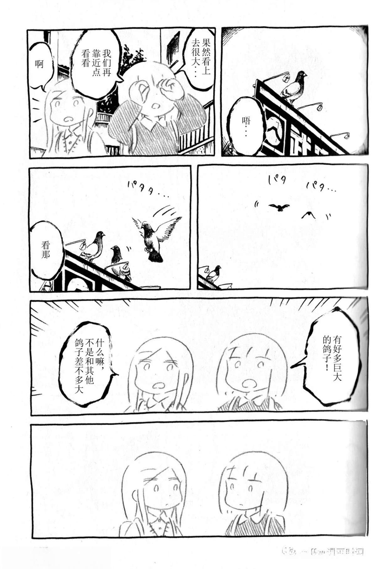 比较鸽学入门上2