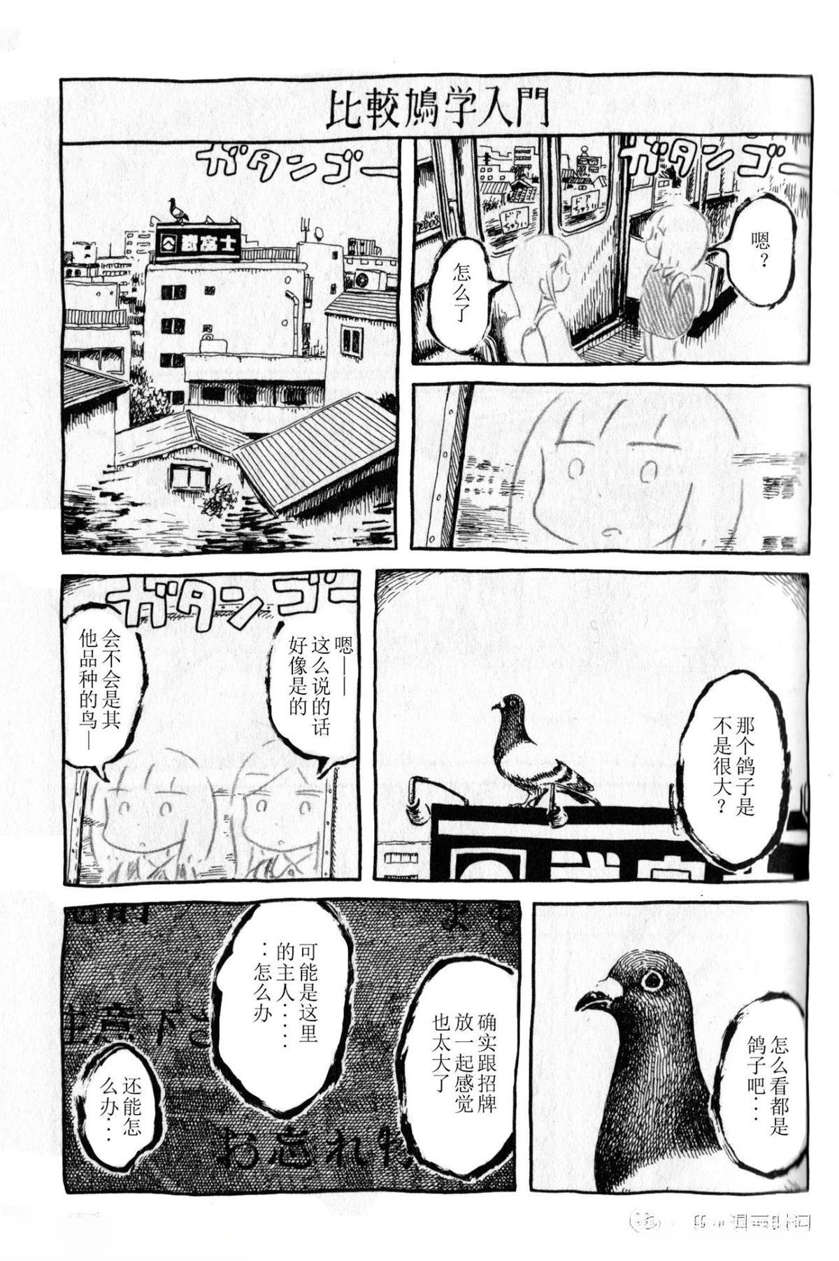 比较鸽学入门上0